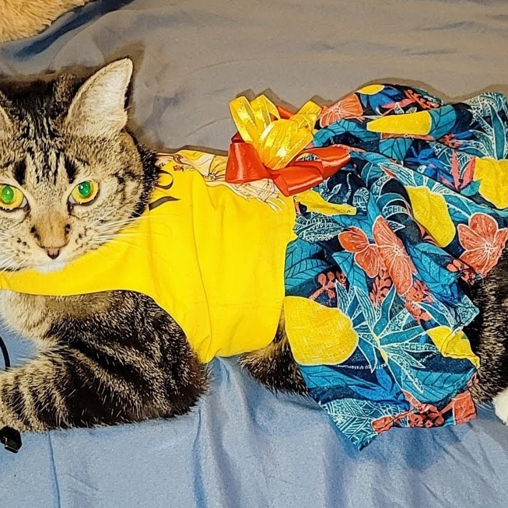 Dress for cat